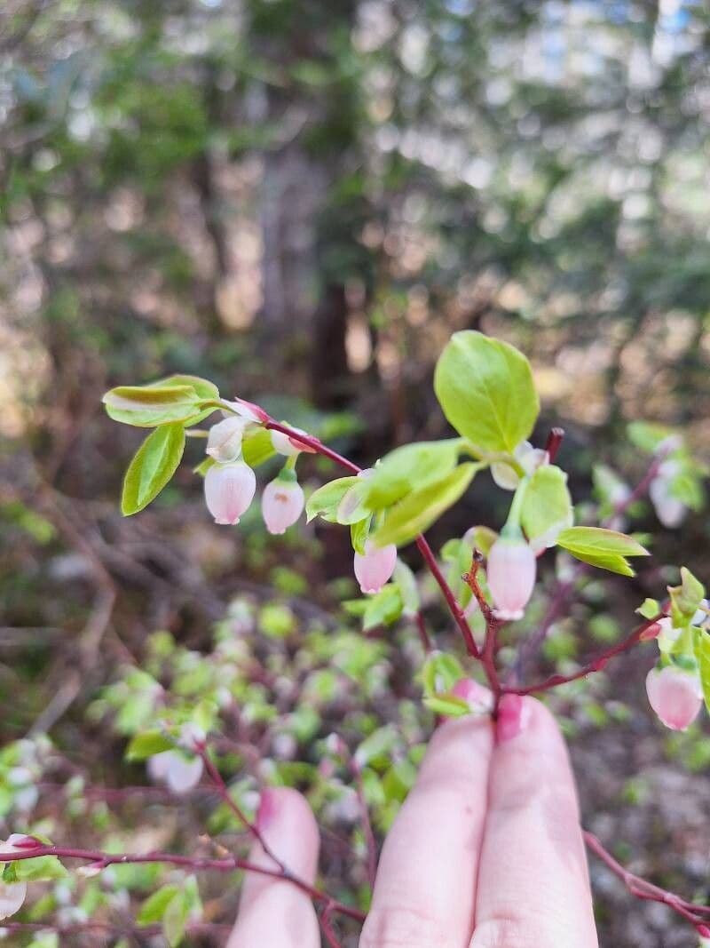 Vaccinium ovalifolium