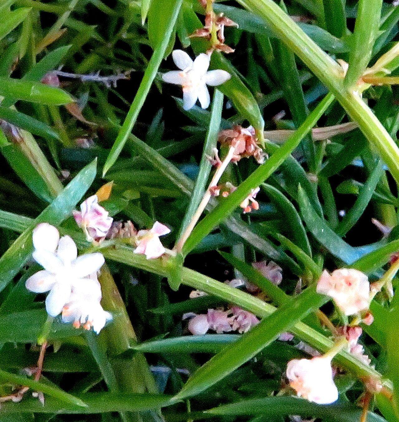 Asparagus setaceus