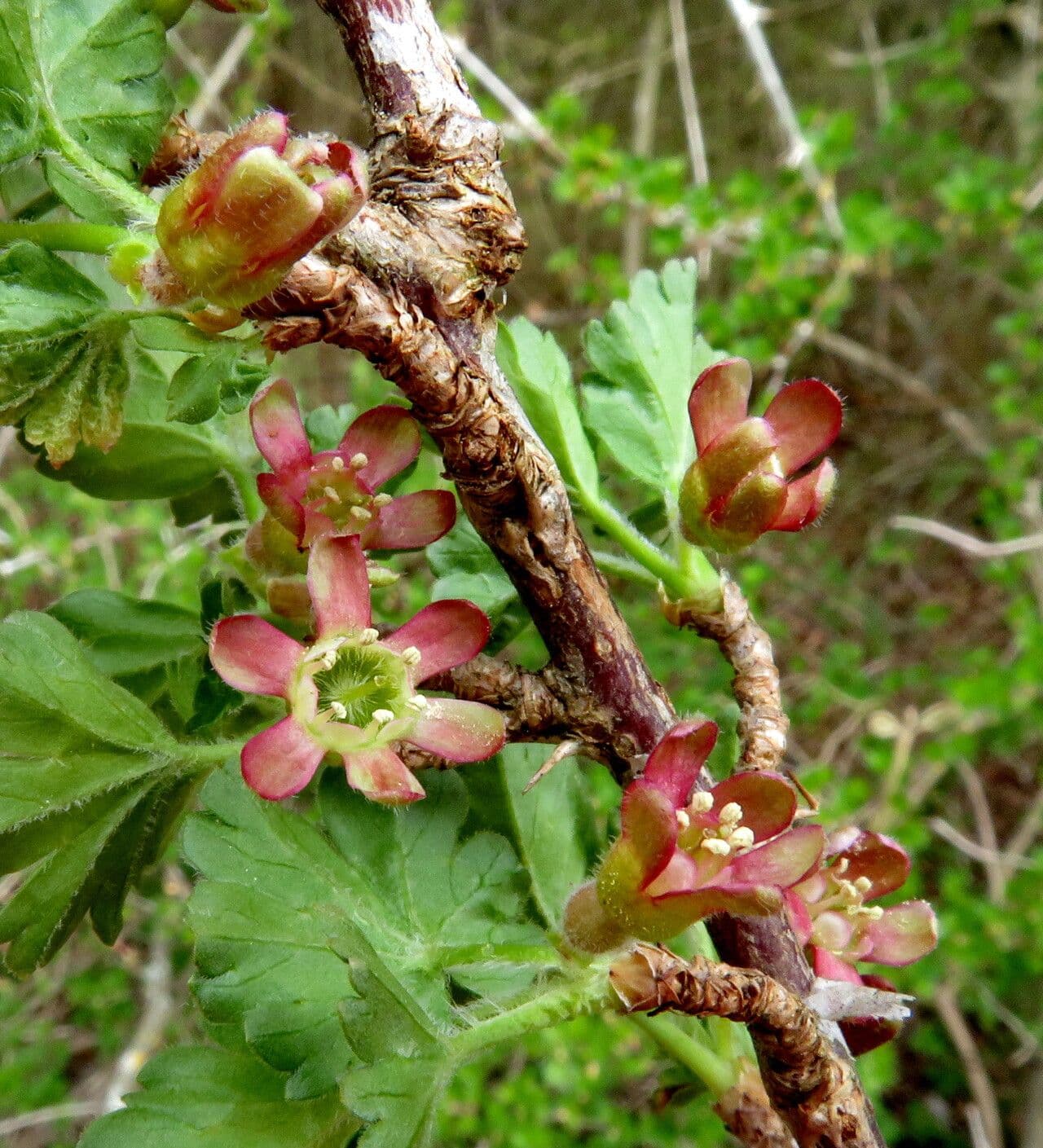 Ribes nigrum