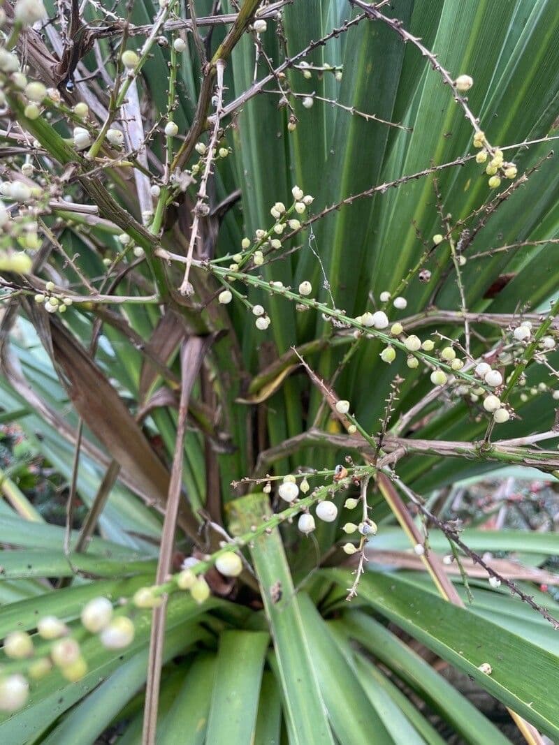 Cordyline australis