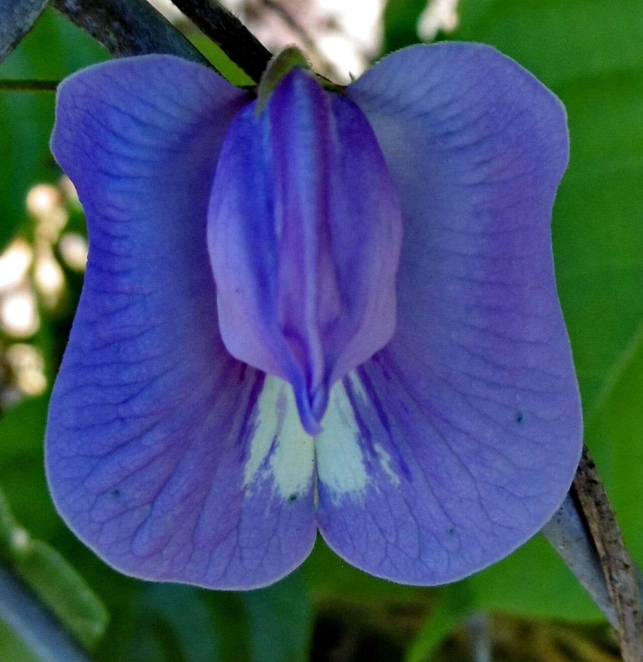 Clitoria ternatea