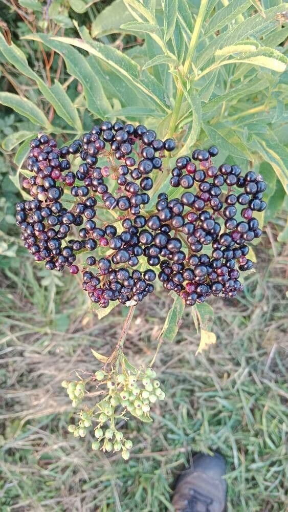 Sambucus ebulus