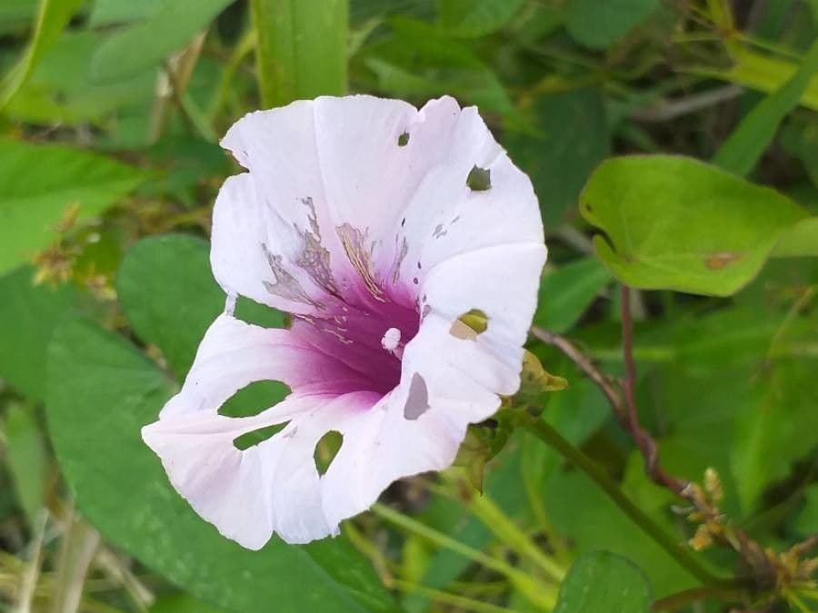 Ipomoea batatas