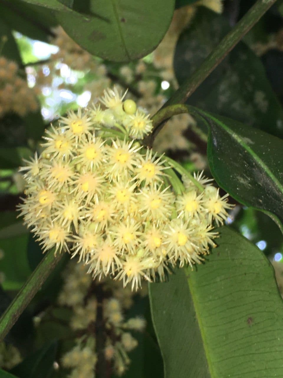 Garcinia madruno