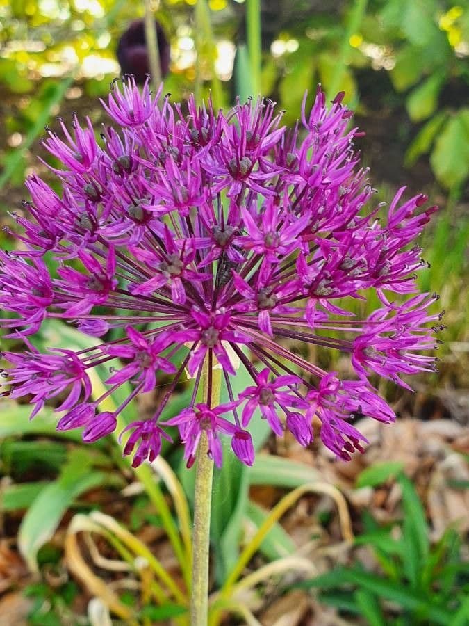 Allium nigrum