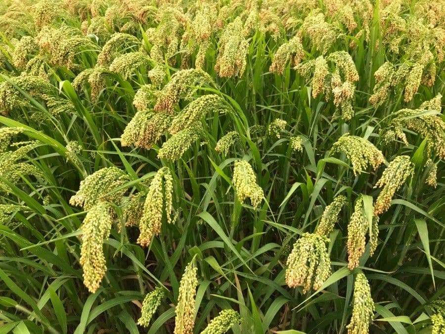 Panicum miliaceum
