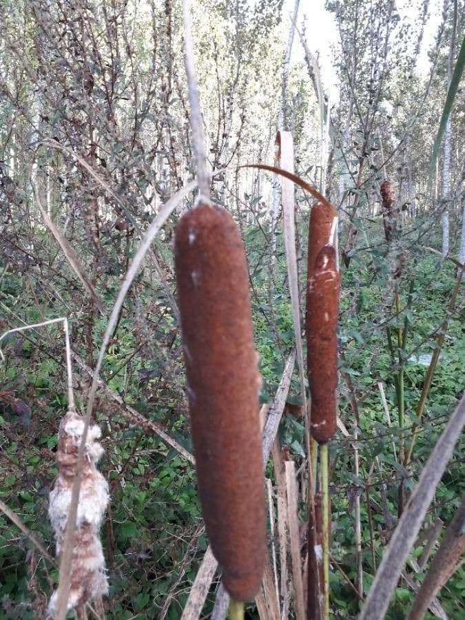 Typha latifolia