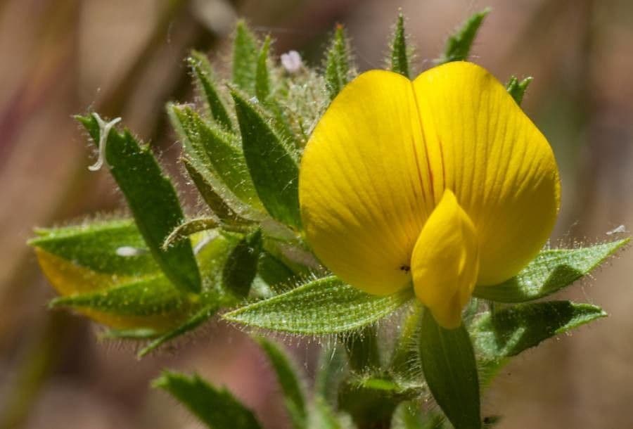 Ononis pubescens
