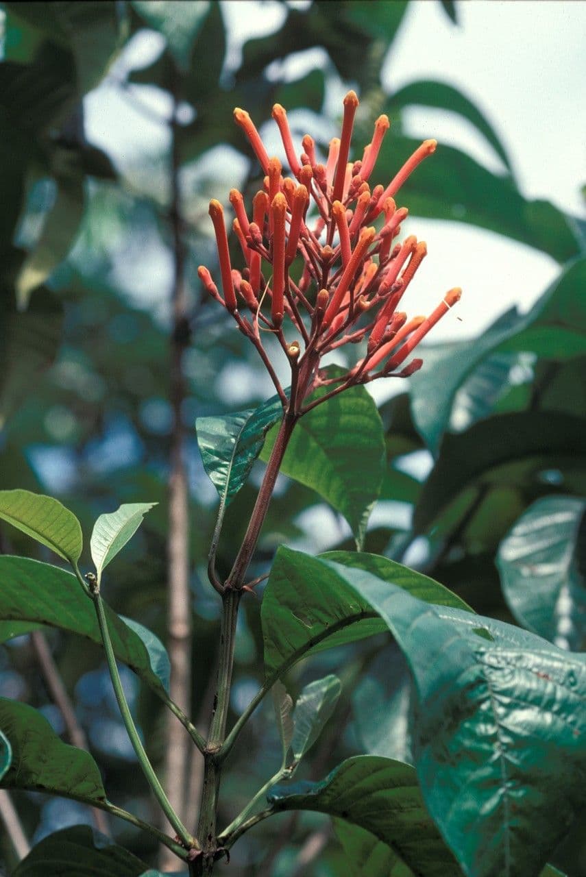 Isertia spiciformis