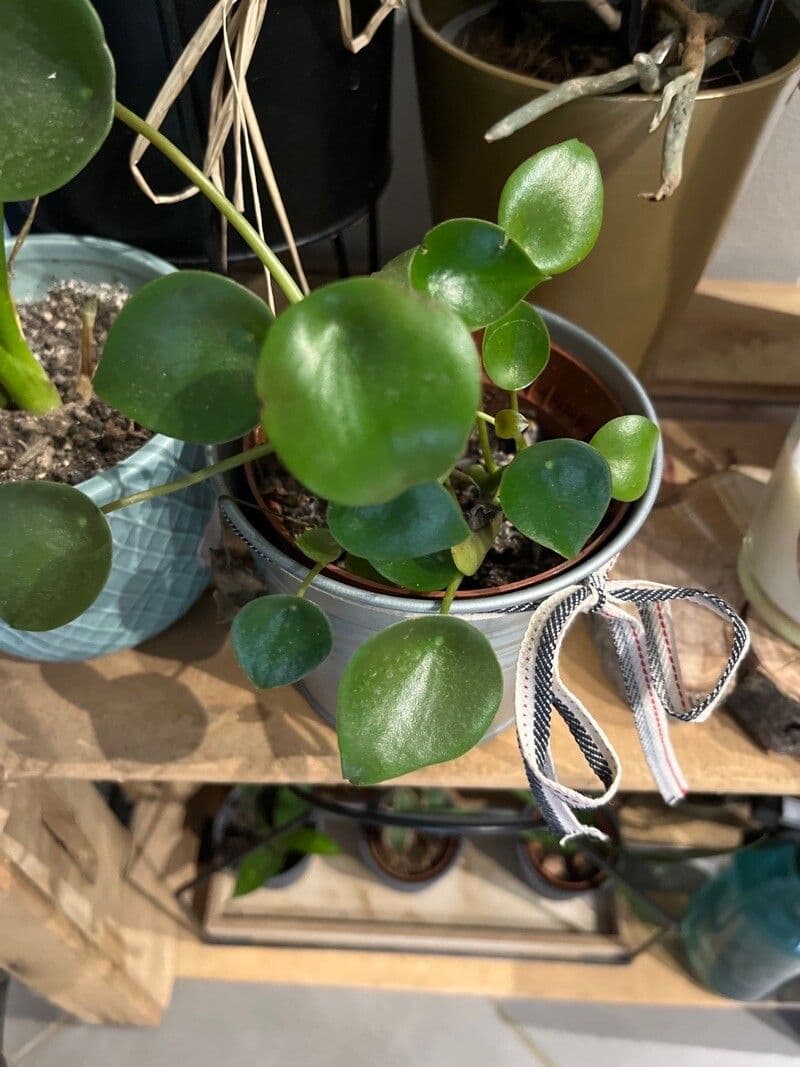 Peperomia polybotrya