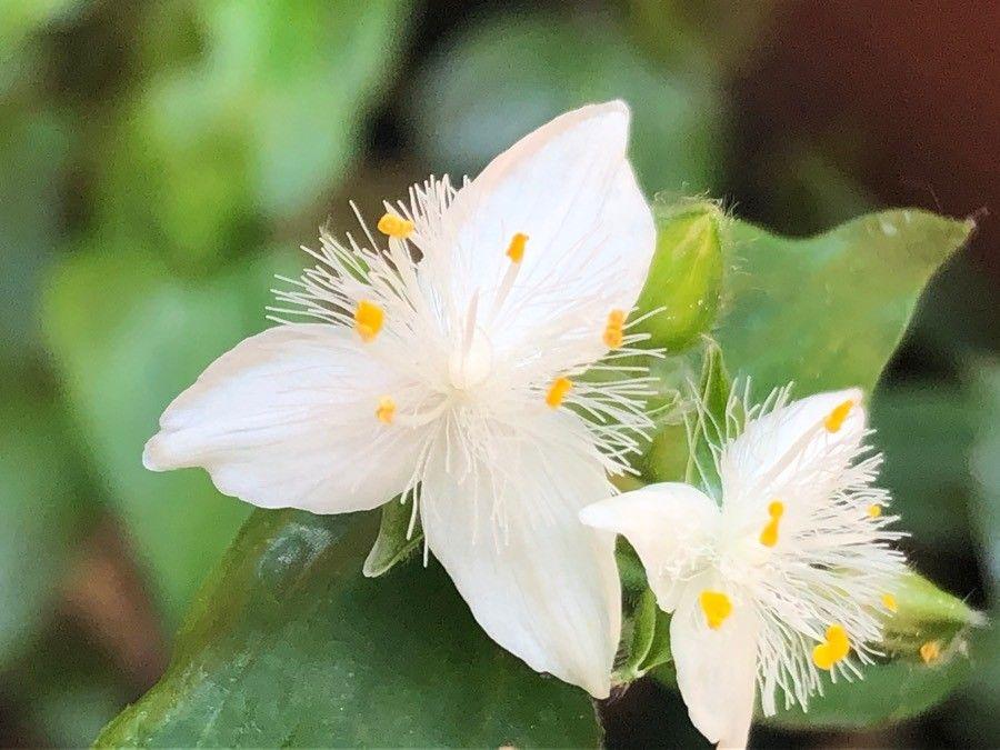 Tradescantia fluminensis