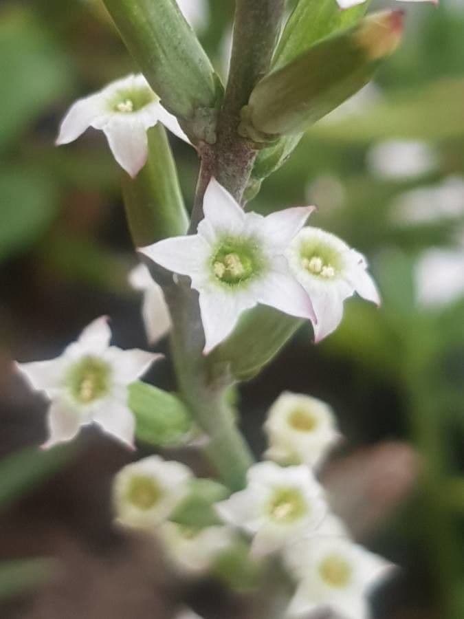 Adromischus cristatus