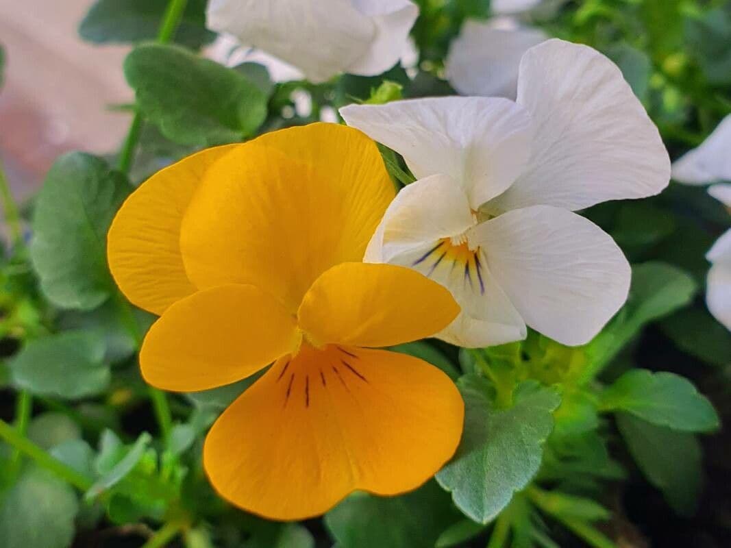 Viola calcarata