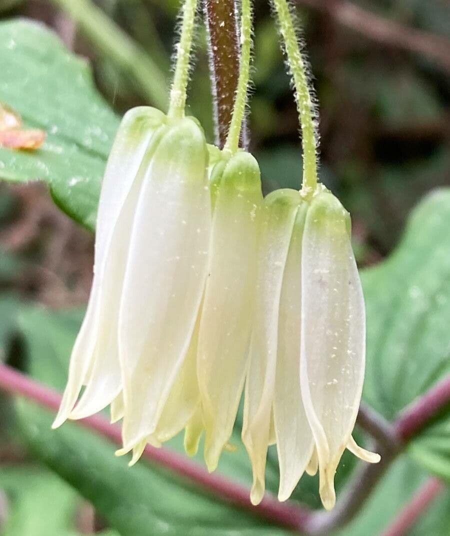 Prosartes smithii