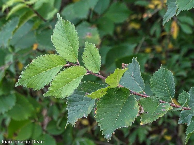 Ulmus minor