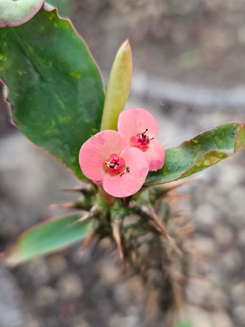 Euphorbia milii