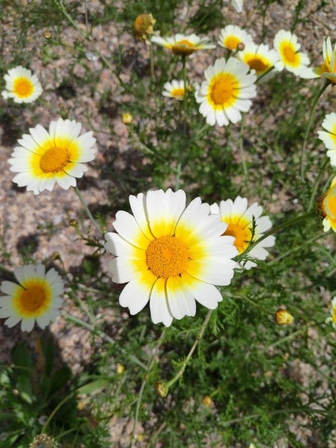 Glebionis coronaria