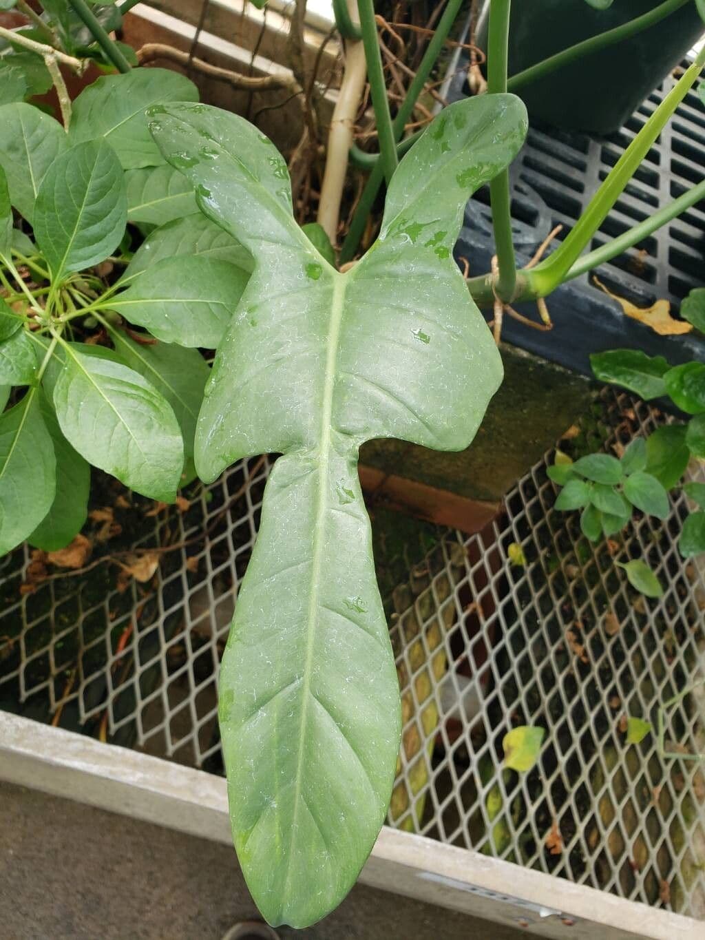 Philodendron panduriforme