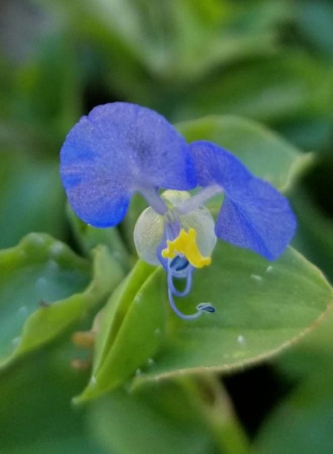 Commelina erecta