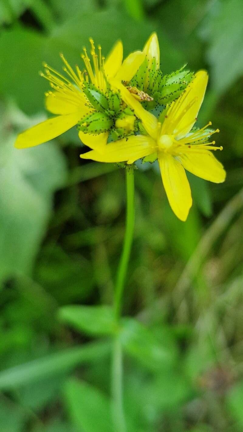 Hypericum montanum
