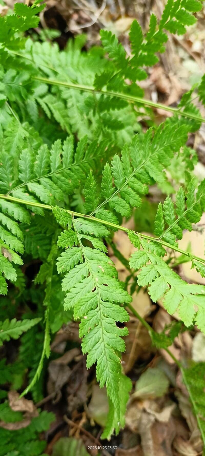 Dryopteris carthusiana