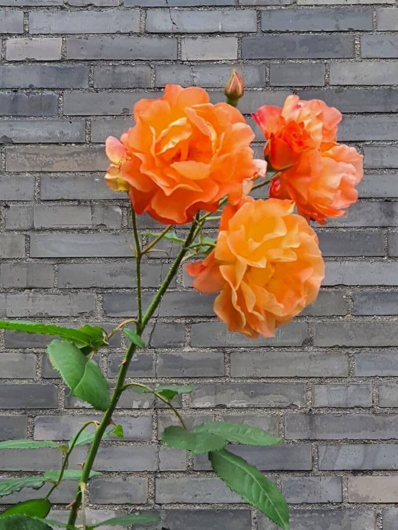 Rosa foetida