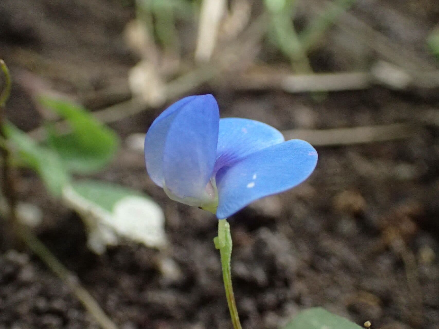 Vigna unguiculata