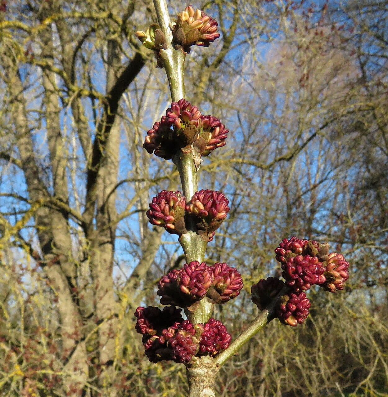 Fraxinus excelsior