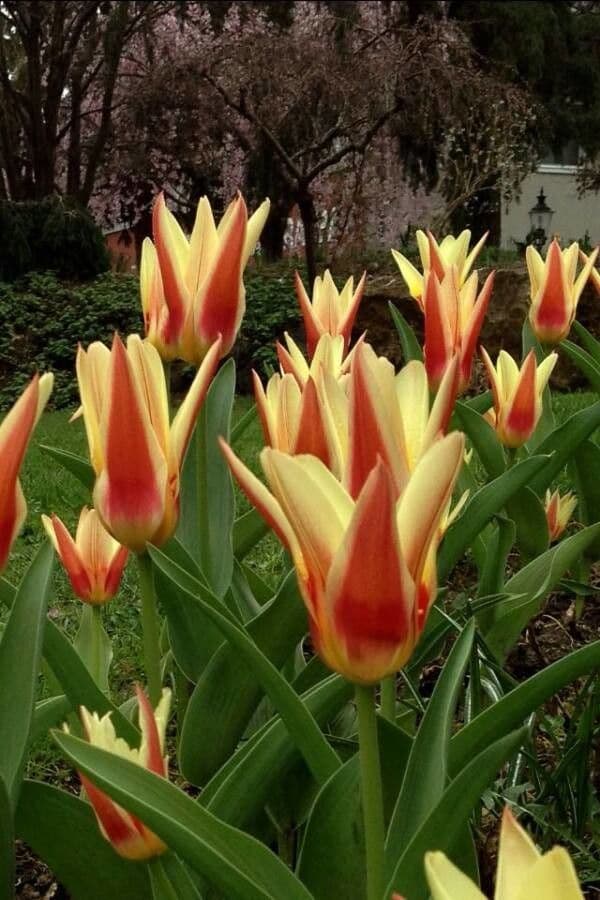 Tulipa kaufmanniana