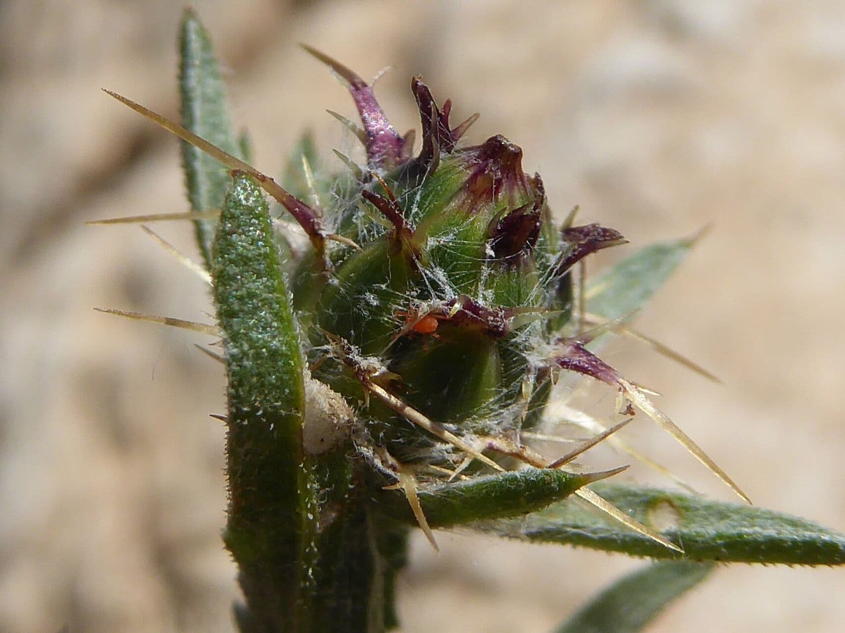 Centaurea melitensis
