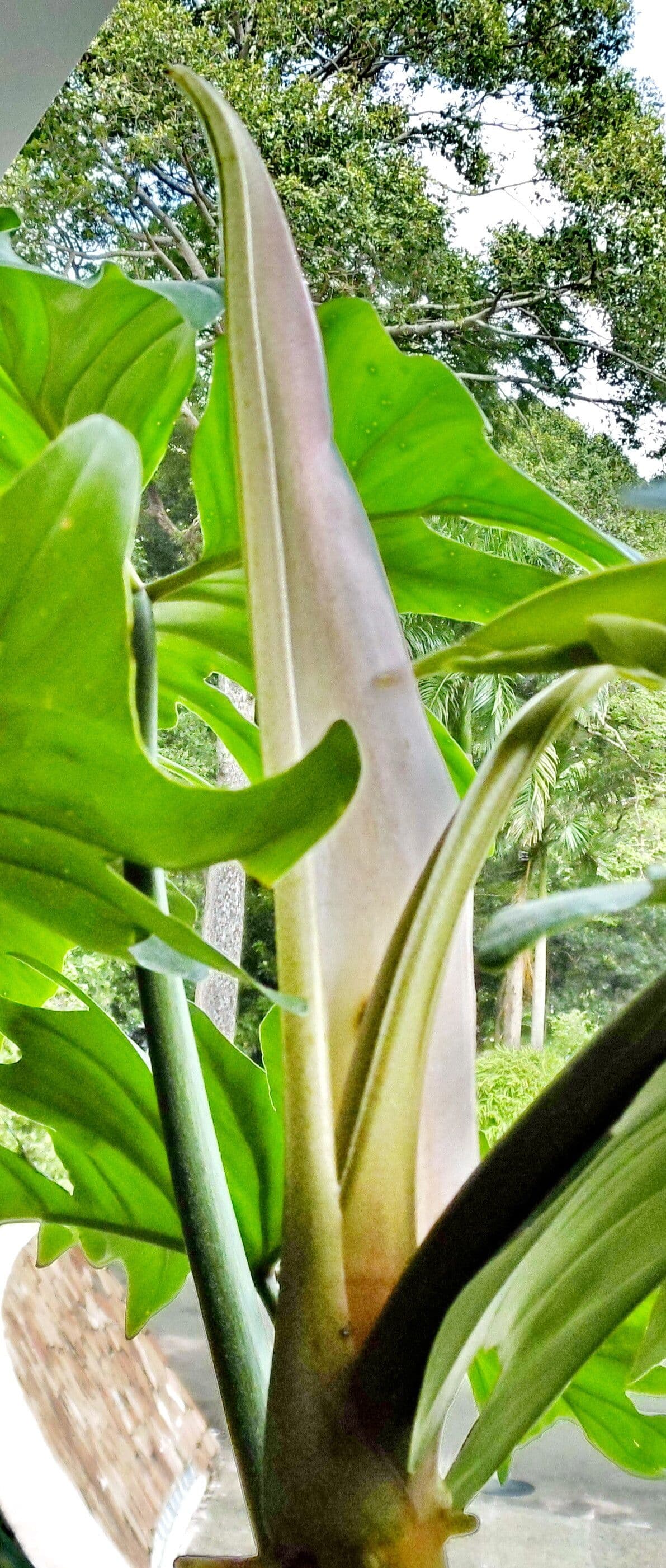 Philodendron bipennifolium