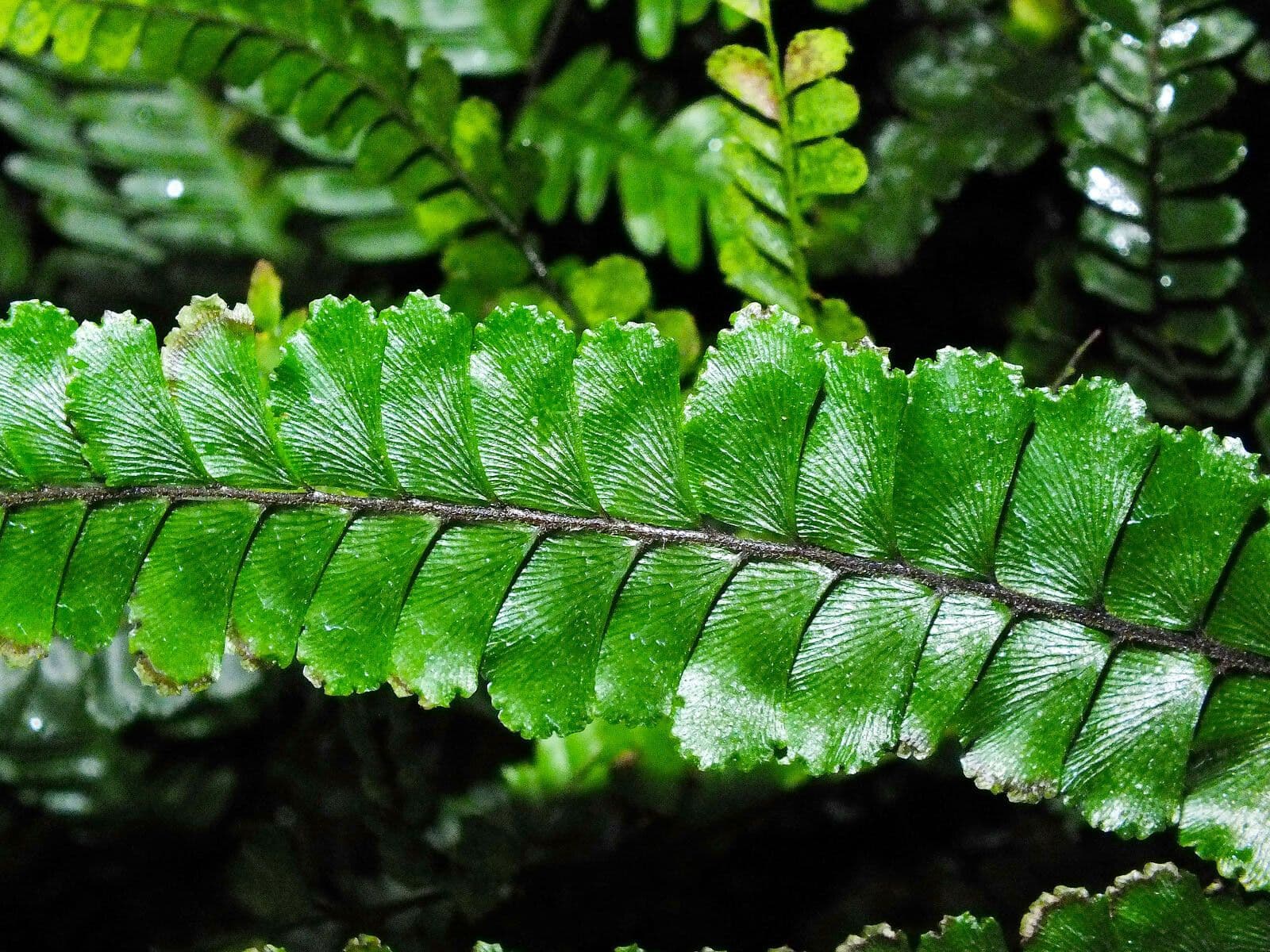 Adiantum hispidulum