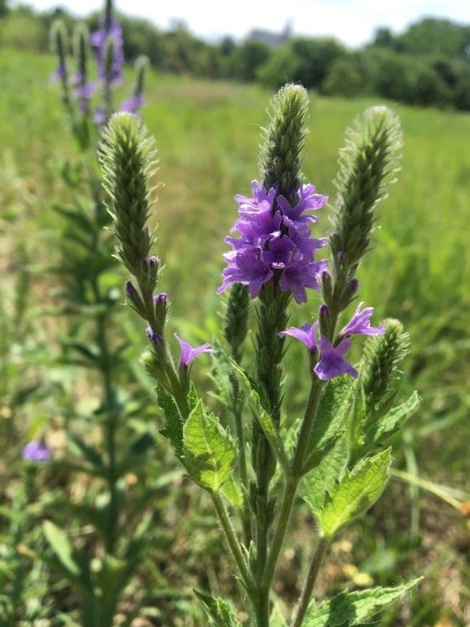 Verbena stricta