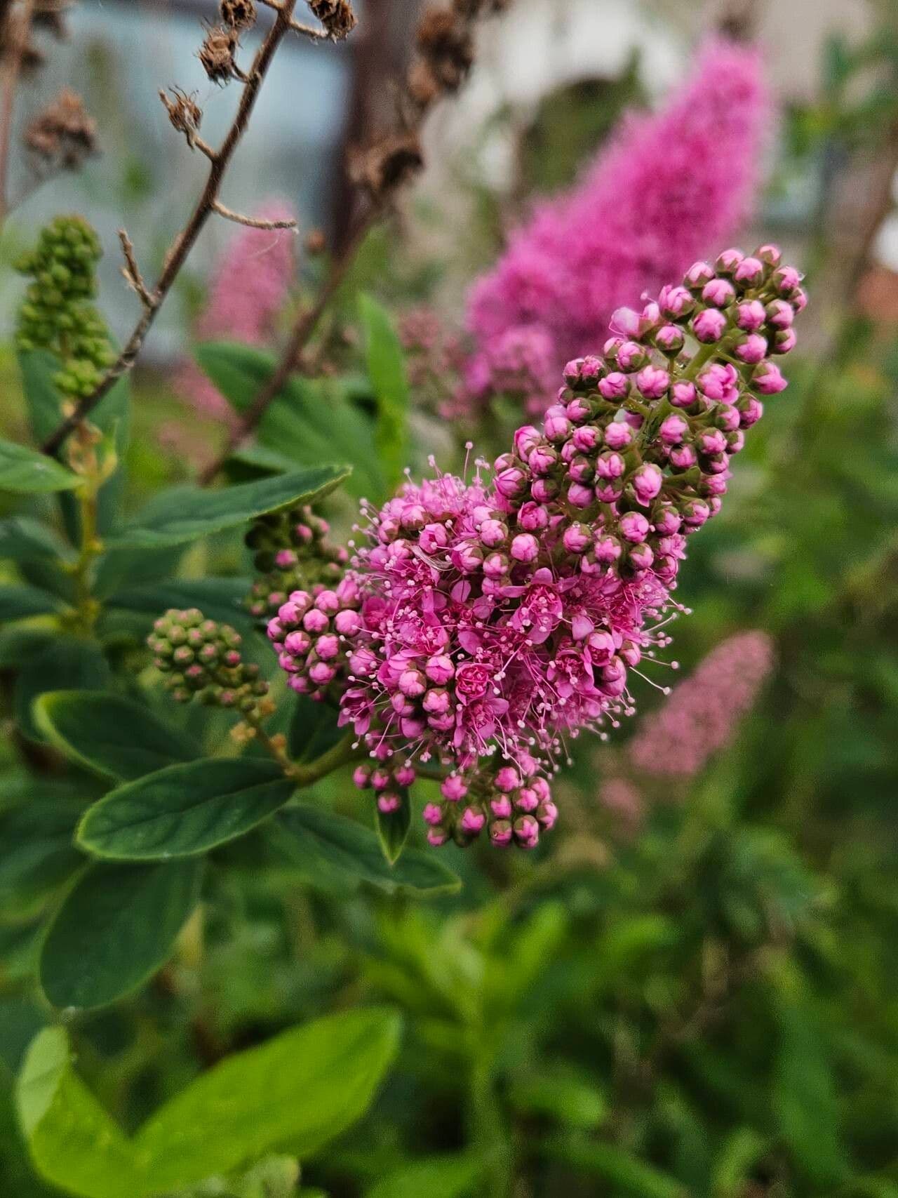 Spiraea salicifolia