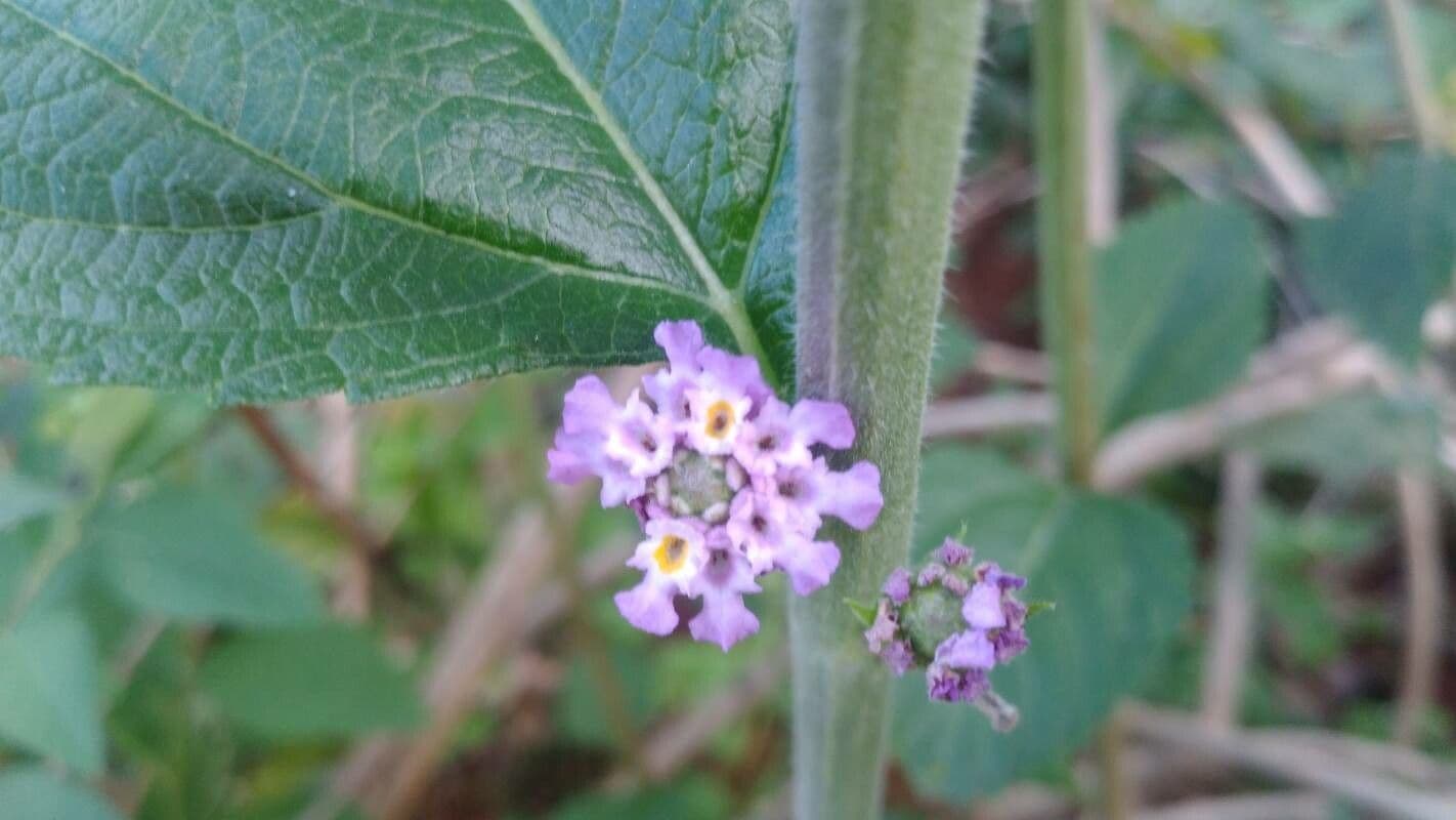 Lippia alba