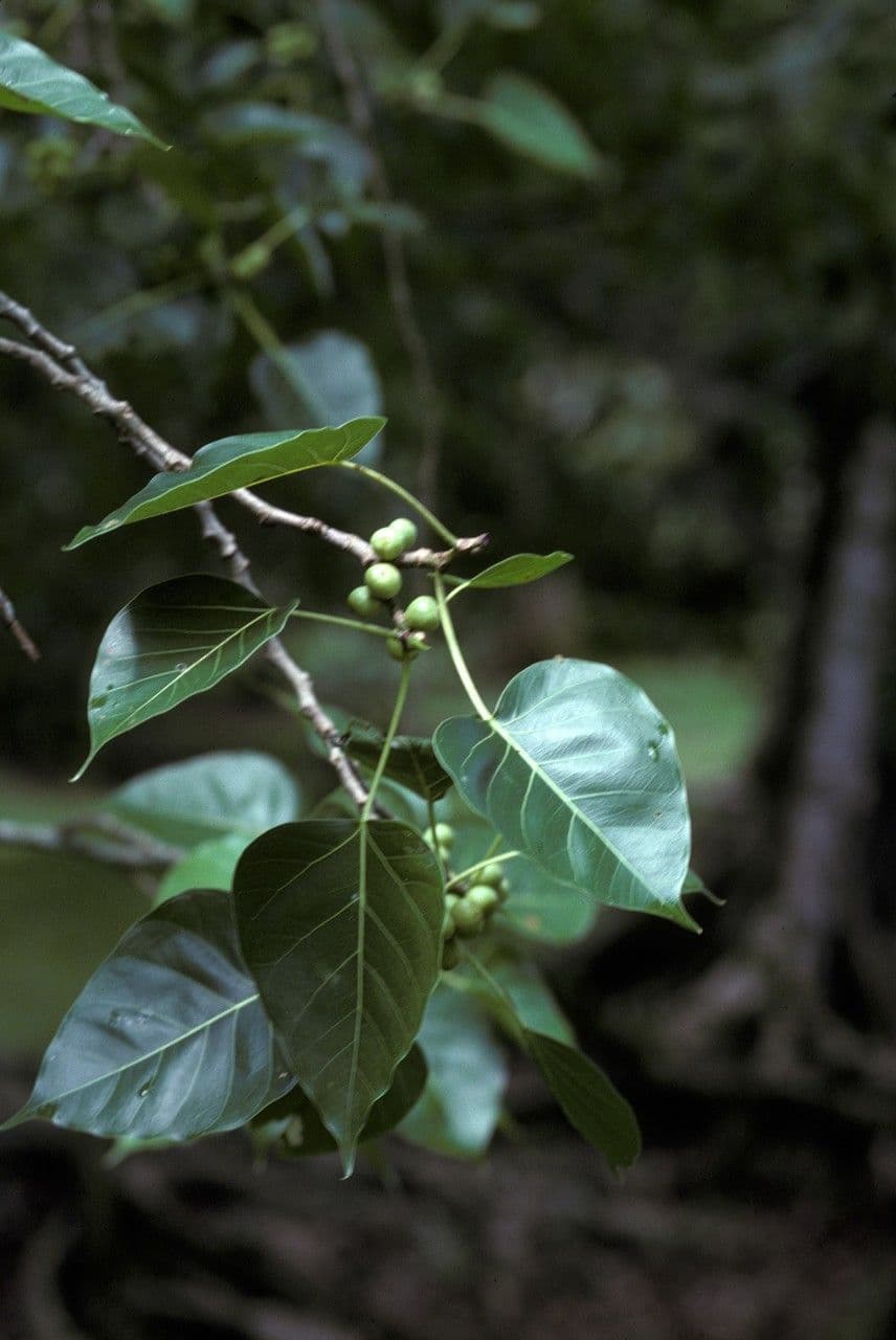 Ficus religiosa