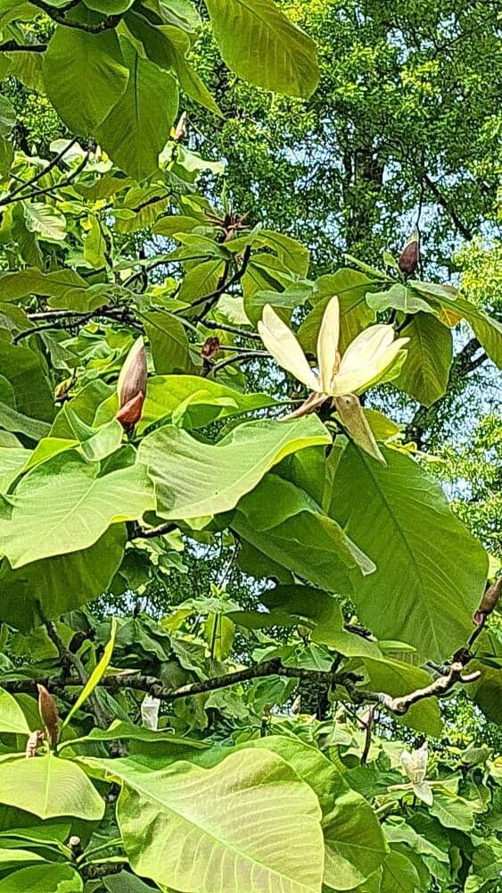 Magnolia obovata