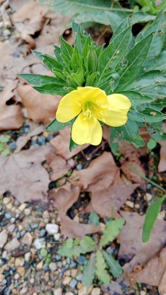 Oenothera biennis
