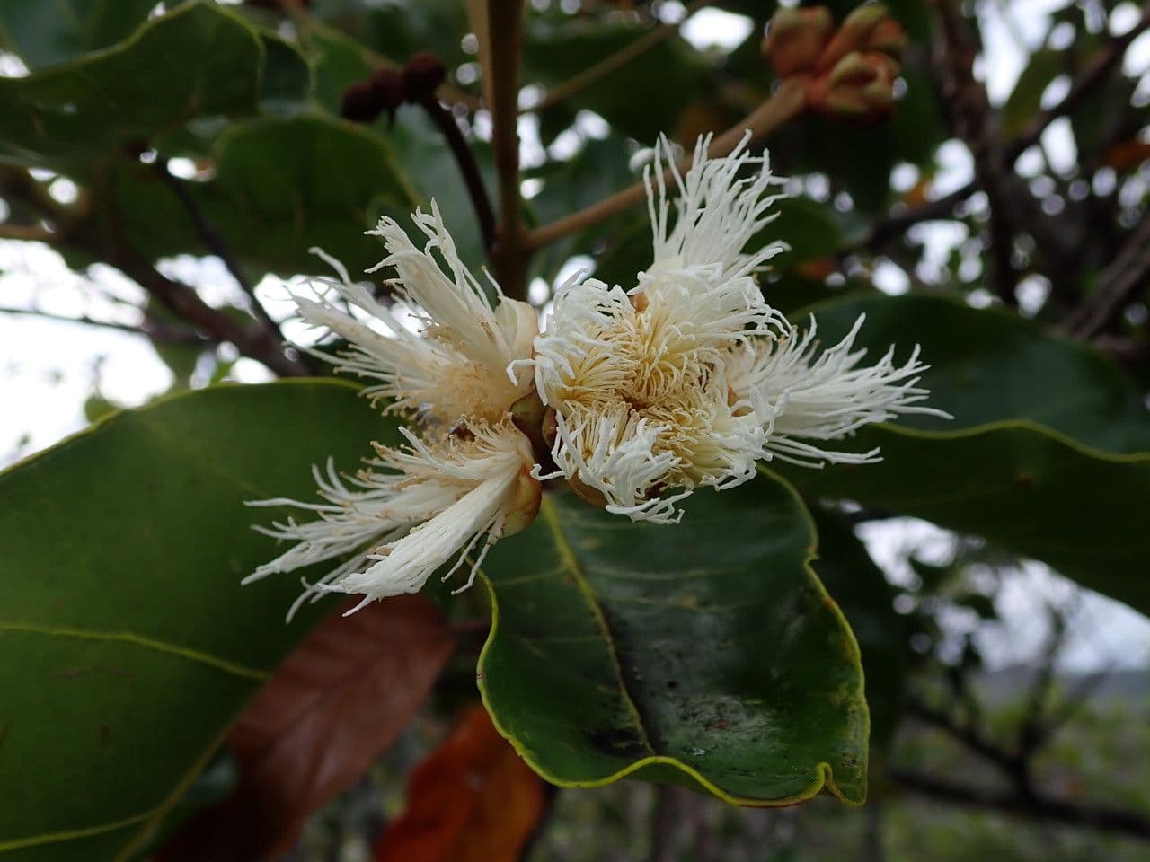 Arillastrum gummiferum