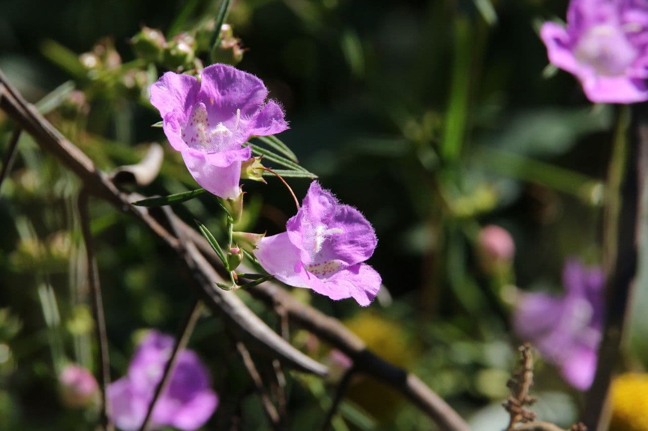 Agalinis purpurea