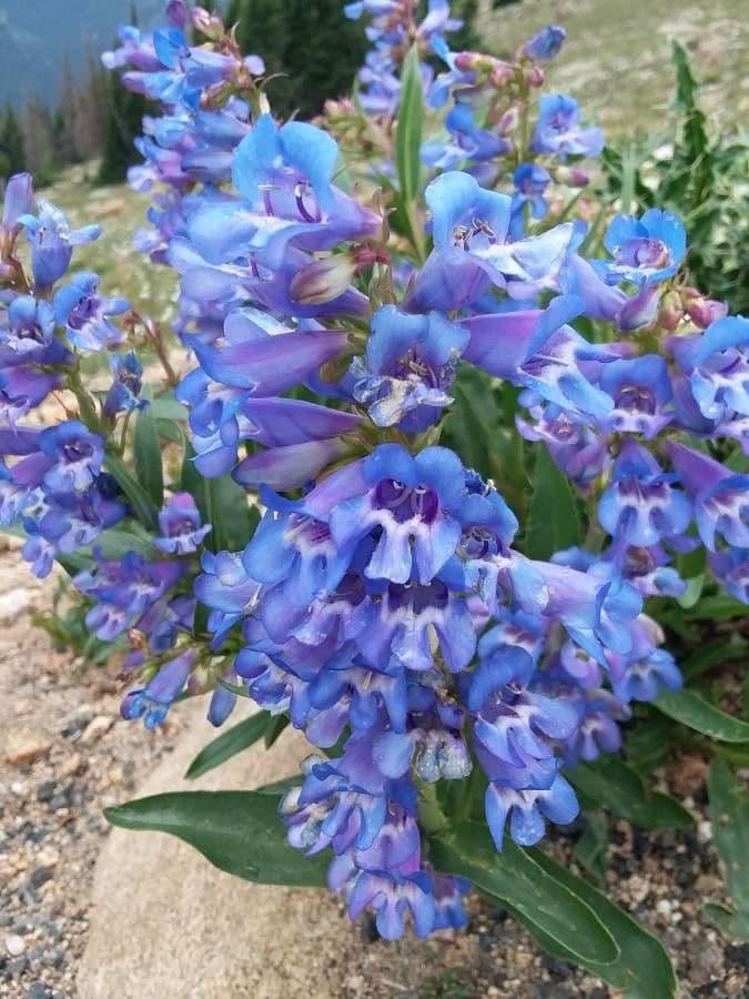 Penstemon speciosus