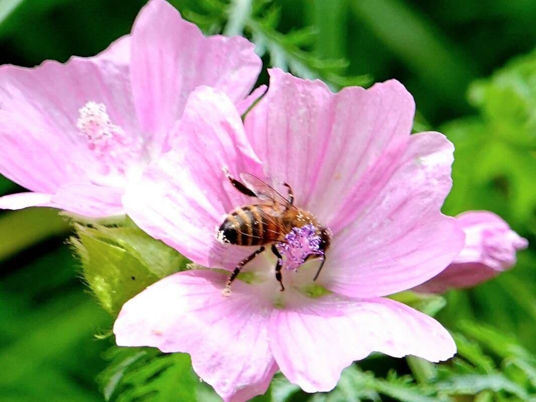 Malva moschata