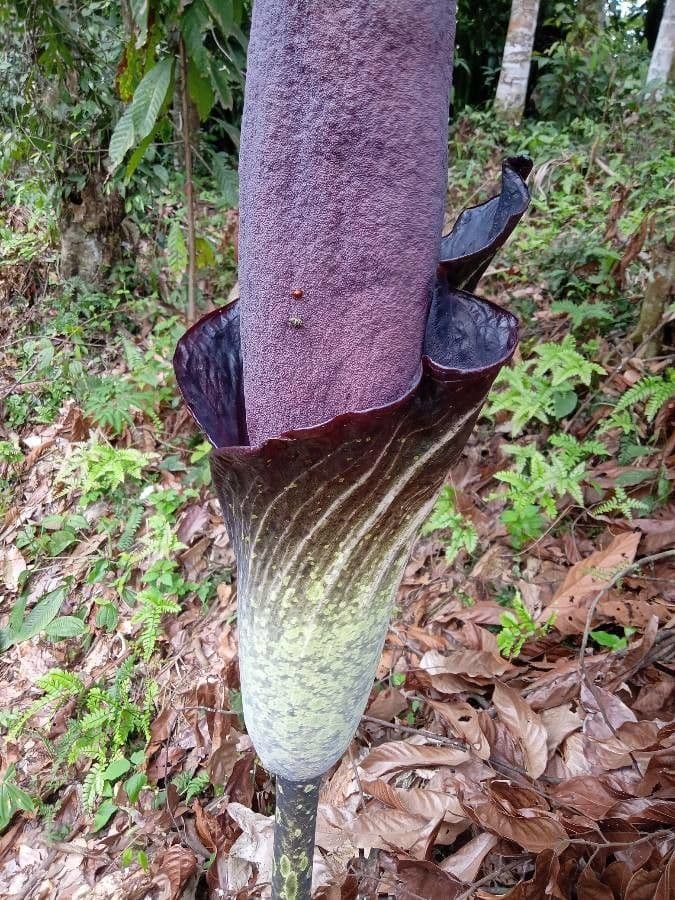 Amorphophallus konjac