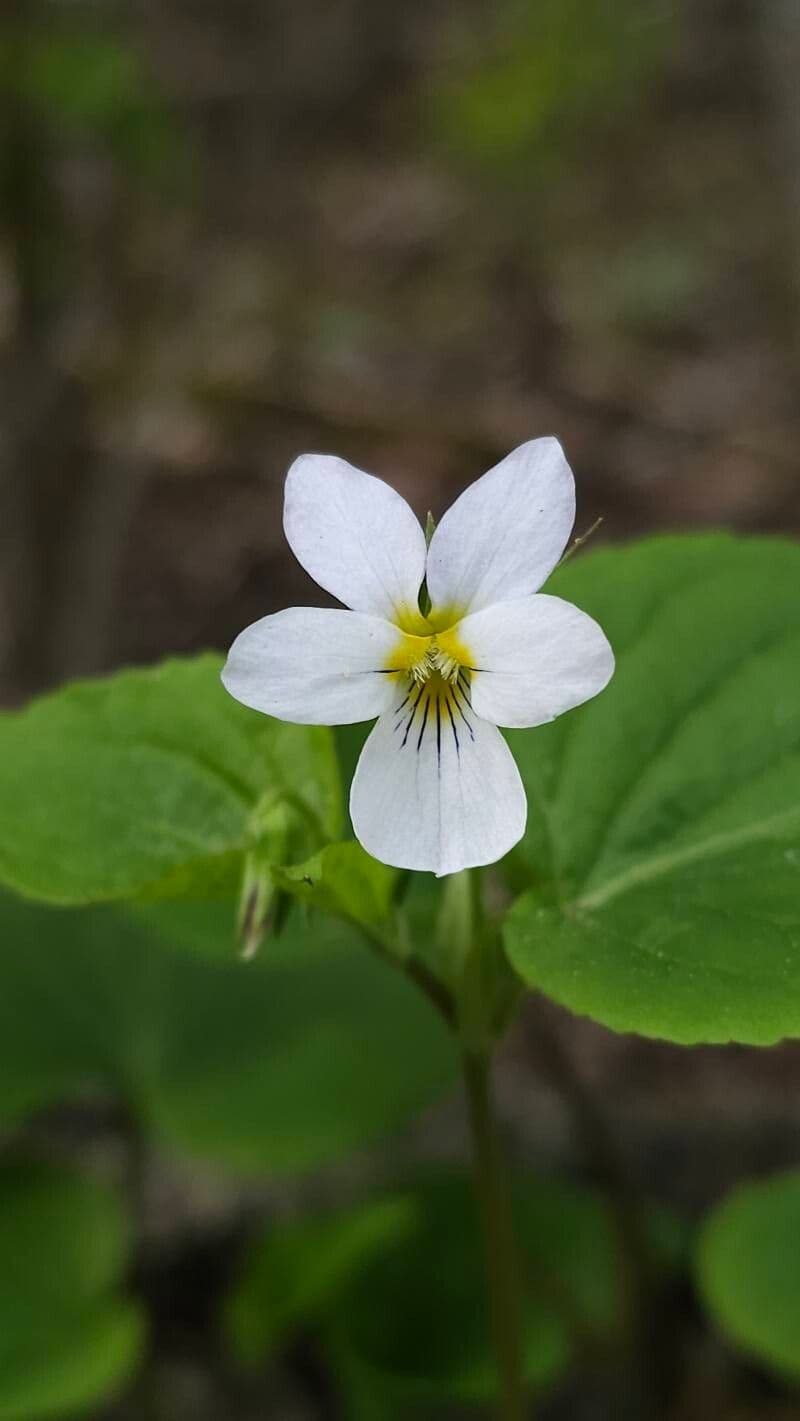 Viola canadensis