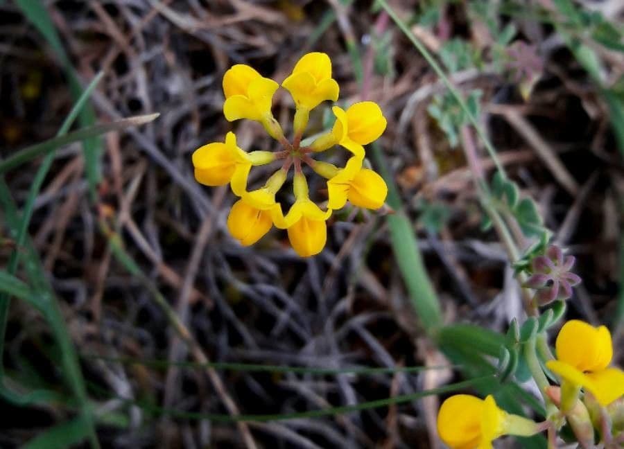 Coronilla minima