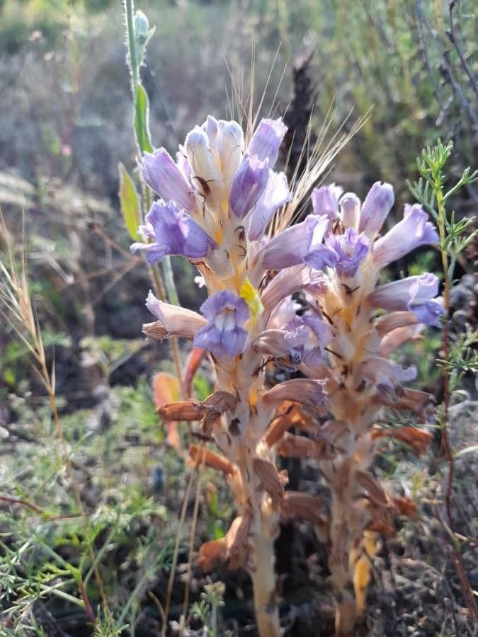 Orobanche cernua