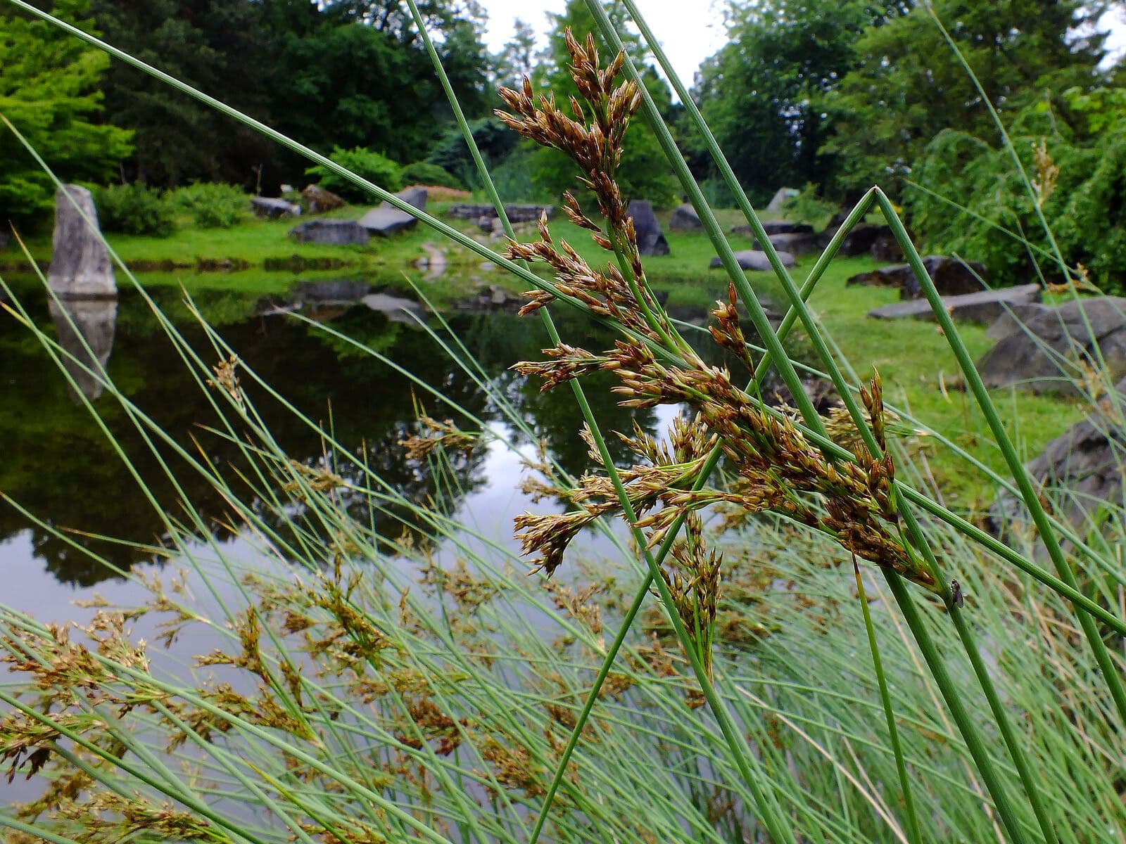 Juncus inflexus