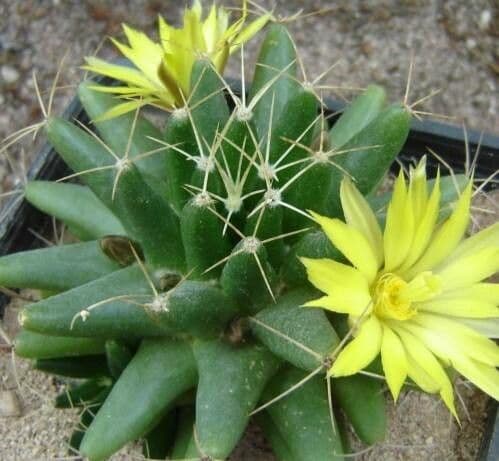 Mammillaria longimamma