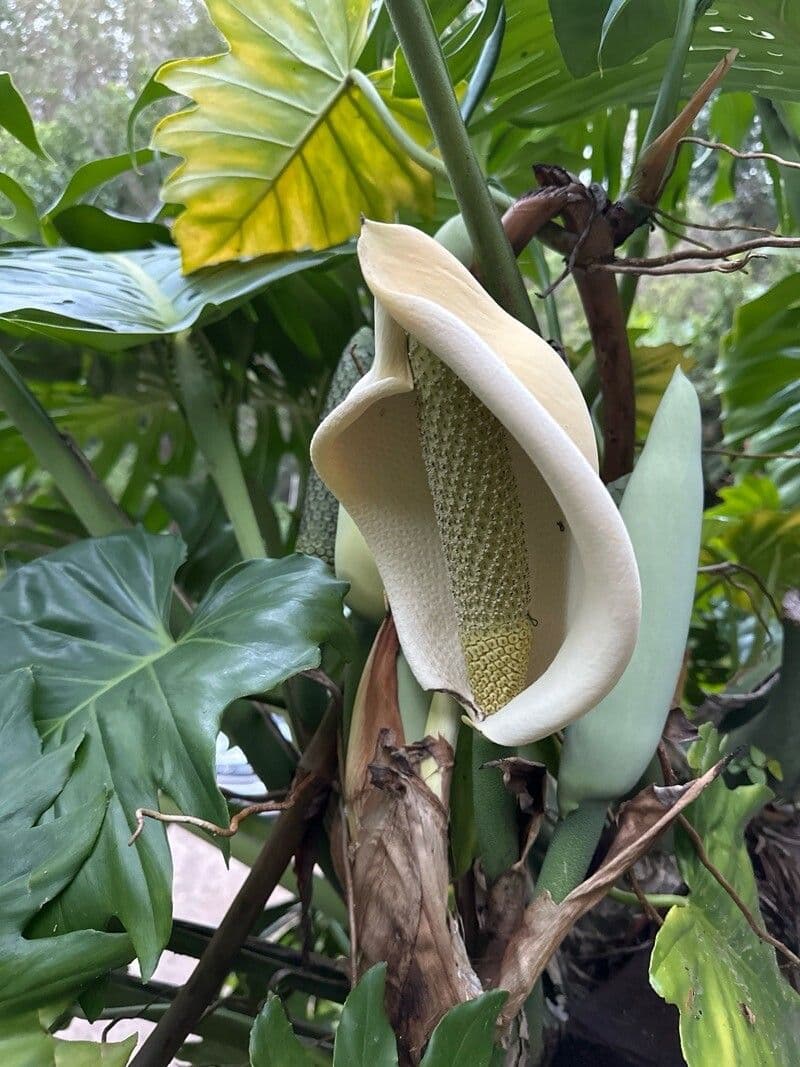 Monstera pinnatipartita