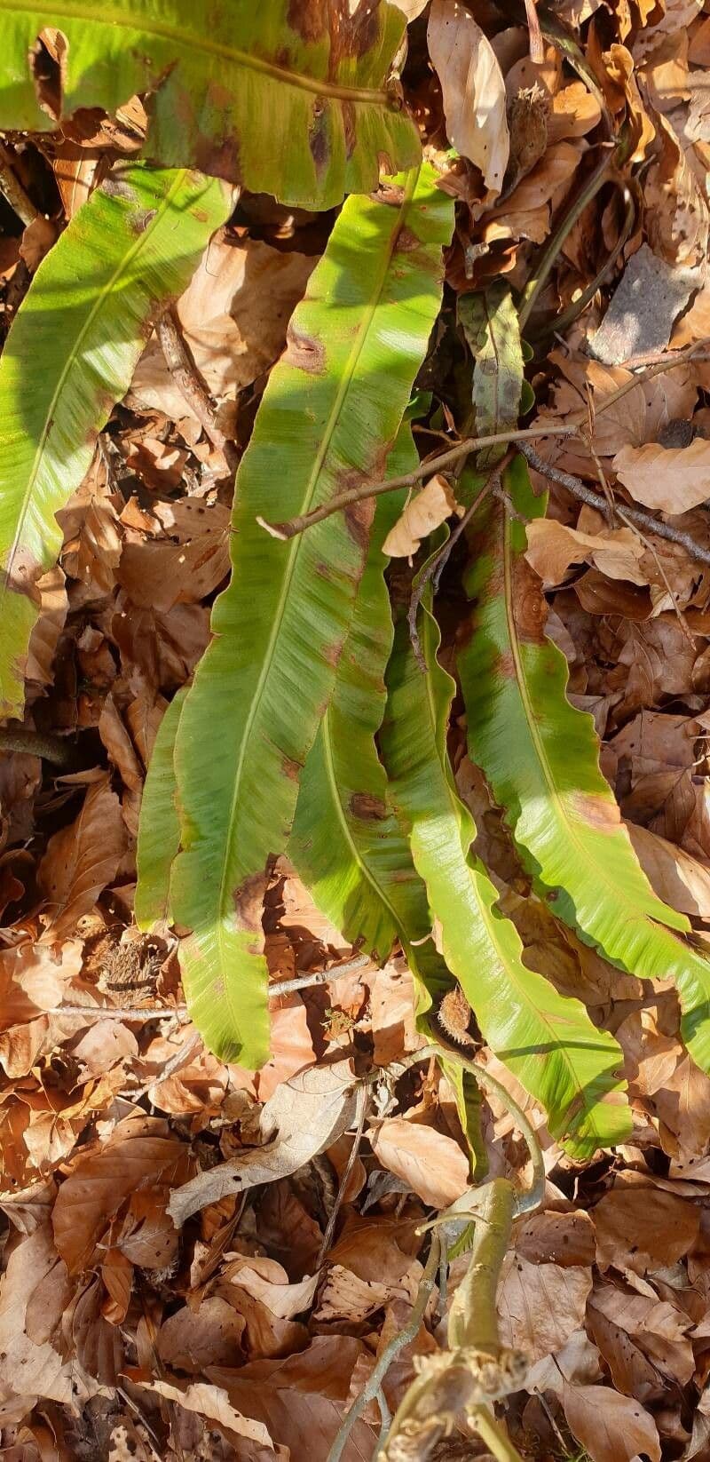 Asplenium scolopendrium